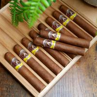 FLASH SALE - 8 + 2 Aladino Corojo Petit Corona Sampler - 10 Cigars
