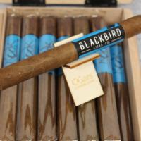 Blackbird Rook Corona Cigar - 1 Single