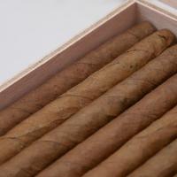 C.Gars Ltd Double Dutch Blend Wilde Senoritas - Box of 50